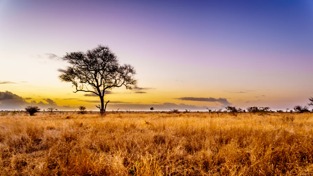 Afrikaans landschap