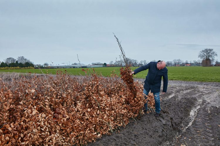 Lodders boomkwekerij agro