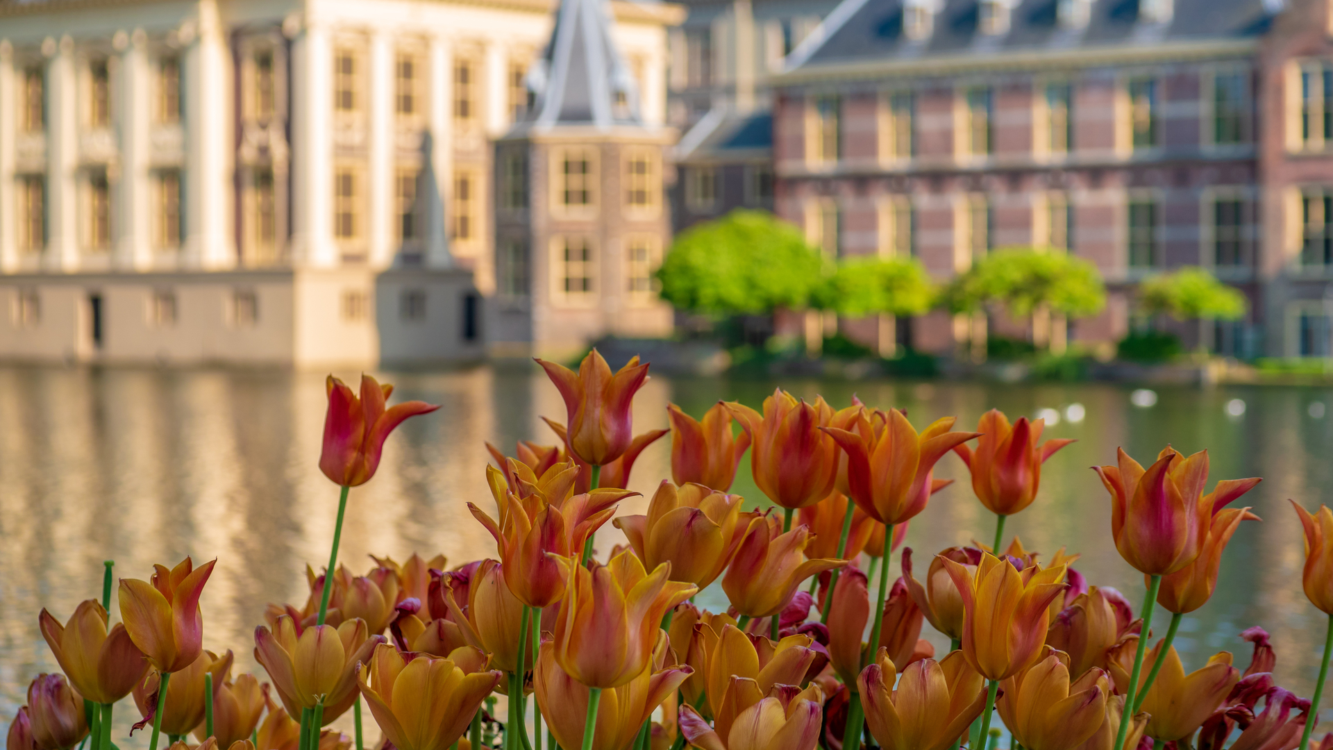 het torentje den haag tulpen