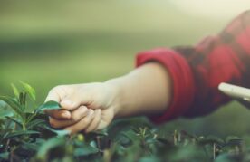 Agroflits