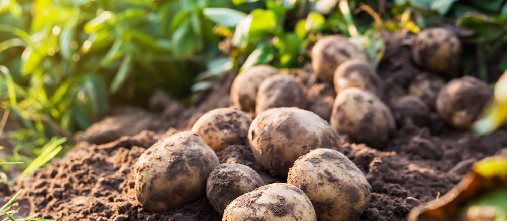 Coronavirus en tegemoetkoming aardappeltelers