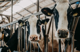 Agroflits week 50