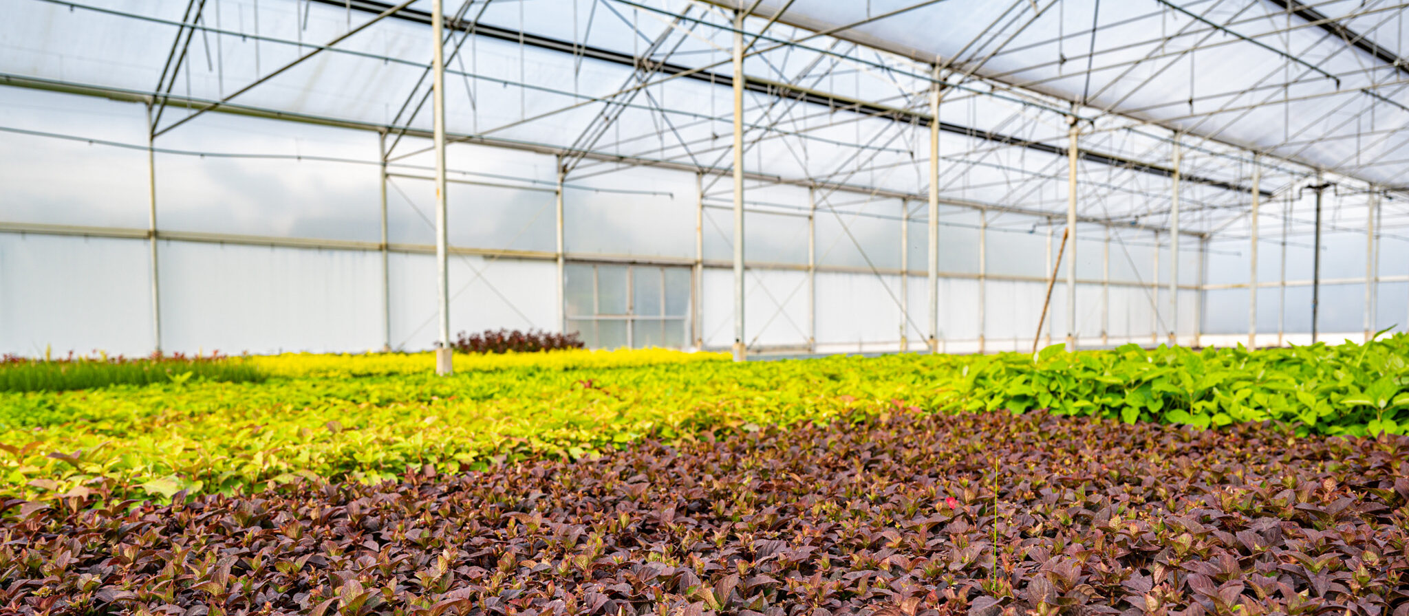 Tijdelijke verruiming borgstellingskrediet werkkapitaal glastuinbouw