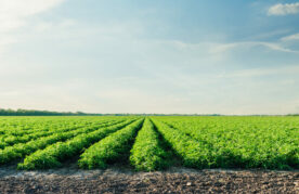 Agroflits week 20