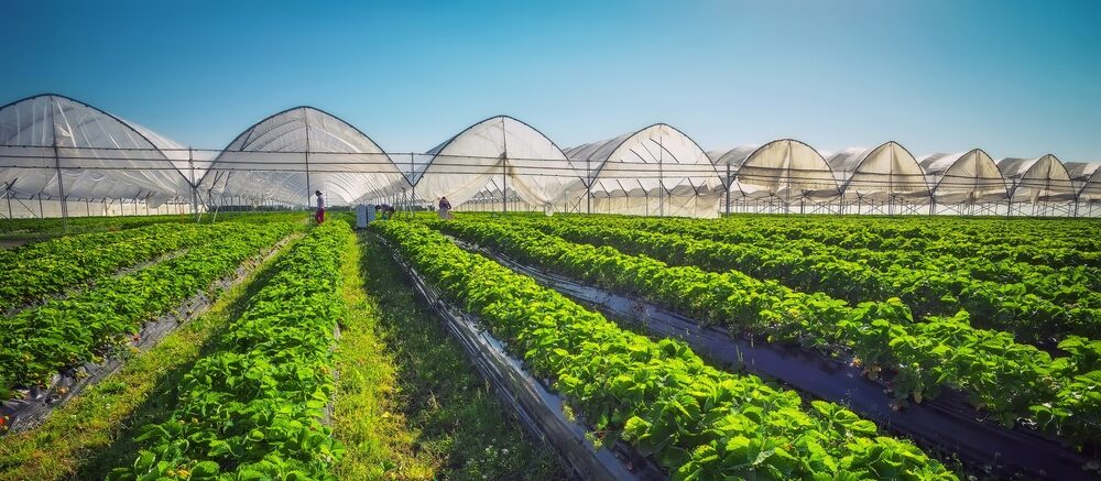 Agroflits week 28