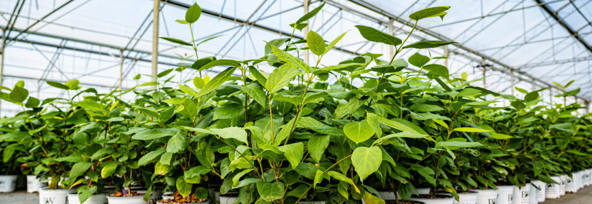 Agroflits week 36