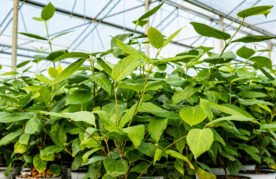 Agroflits week 36