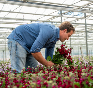 Willem Frijters, Sevenhill Flowers