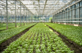 Glastuinbouw, sevenhill flowers