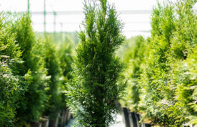 Agroflits week 10