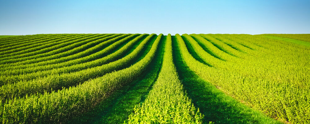 agroflits week 30