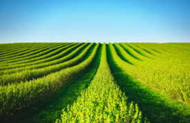 agroflits week 30