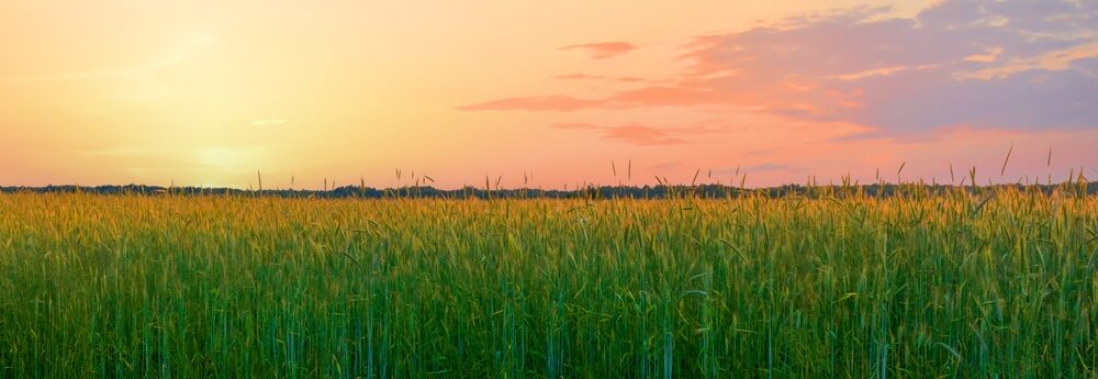 Agroflits week 38
