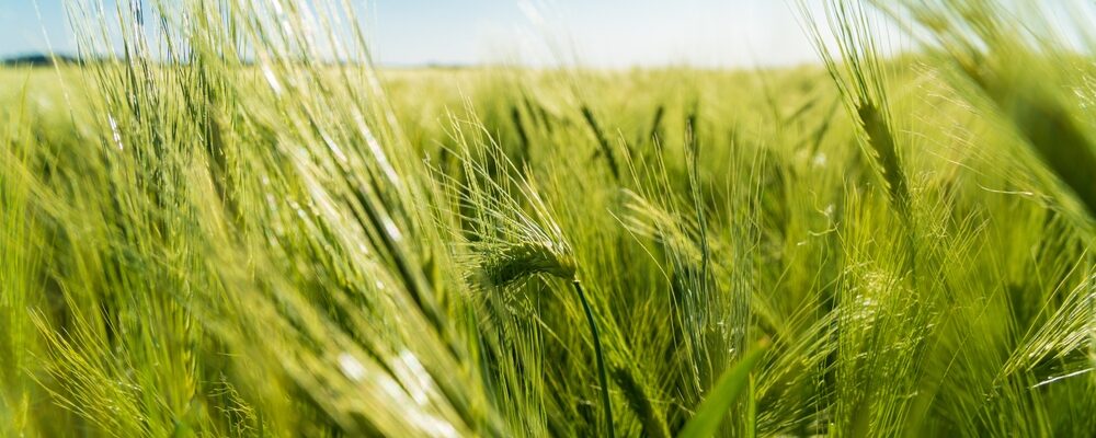 Agroflits