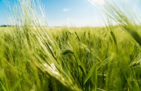 Agroflits
