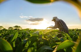agroflits week 38