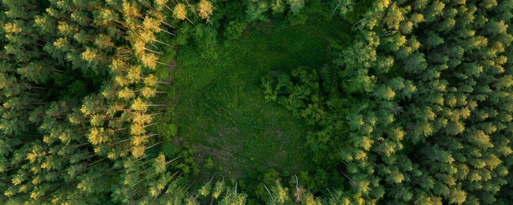 Nieuwe EU-wetgeving tegen ontbossing: bent u al voorbereid op de EUDR?
