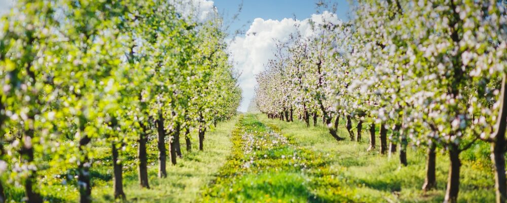 Appelboomgaard