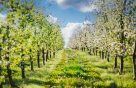 Appelboomgaard
