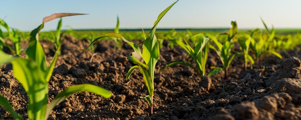Agroflits week 16