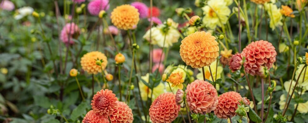 9% btw op toegangskaarten bloemencorso