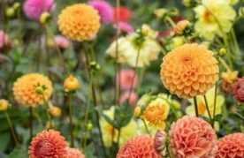 9% btw op toegangskaarten bloemencorso