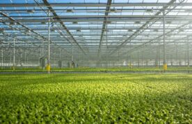Agroflits week 44