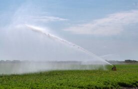 Bewatering veld