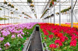 Vanaf 2028 21% btw op sierteeltproducten