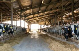 Agroflits week 26